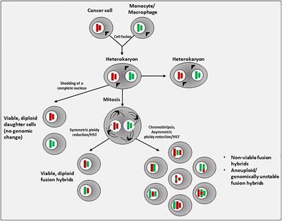 You complete me: tumor cell-myeloid cell nuclear fusion as a facilitator of organ-specific metastasis